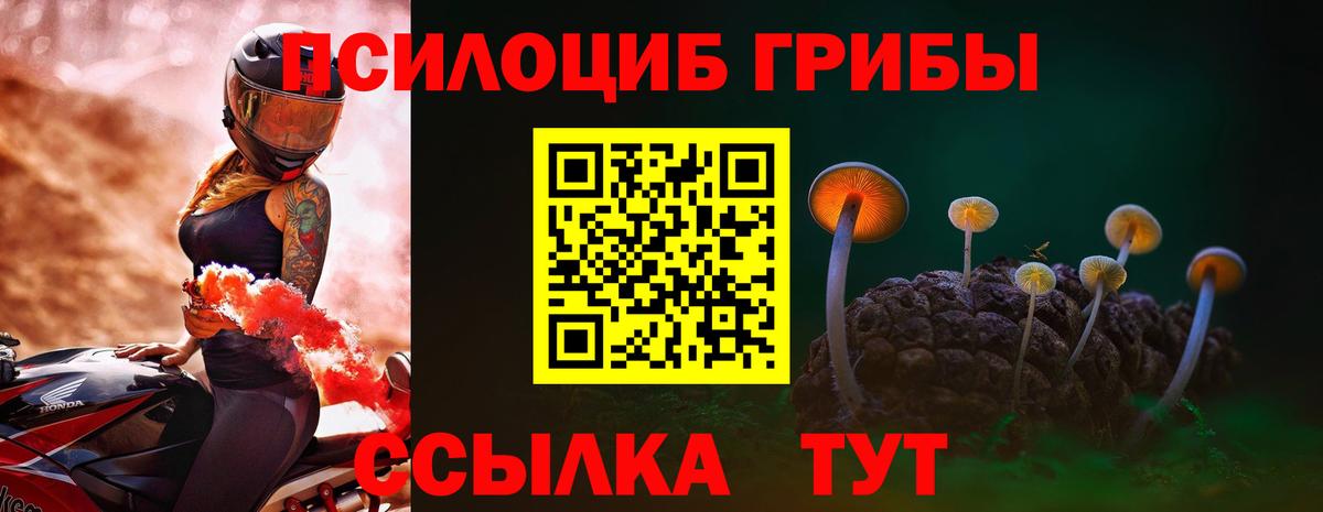Галлюциногенные грибы Psilocybine cubensis Ейск
